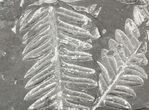Wide Fossil Seed Fern Plate - Pennsylvania #79692-1